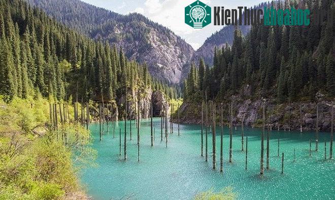 Những rừng cây kỳ lạ nhất trên Trái Đất ảnh 4