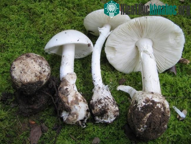 Kinh sợ hơn là chất độc amatoxin có trong nấm thần chết không thể loại bỏ được bằng các phương pháp như nấu ăn, đun sôi hay nướng.