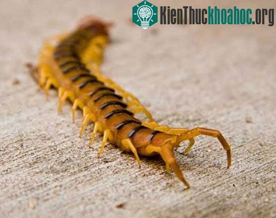 Rết lột xác và tiến hóa theo từng độ tuổi