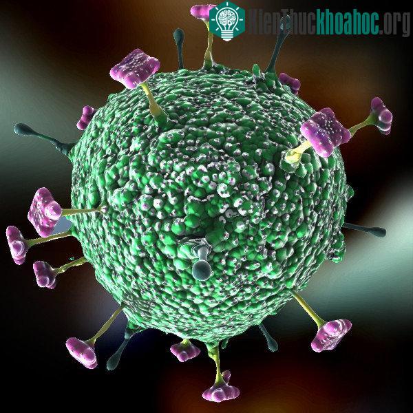 Virus Nipah