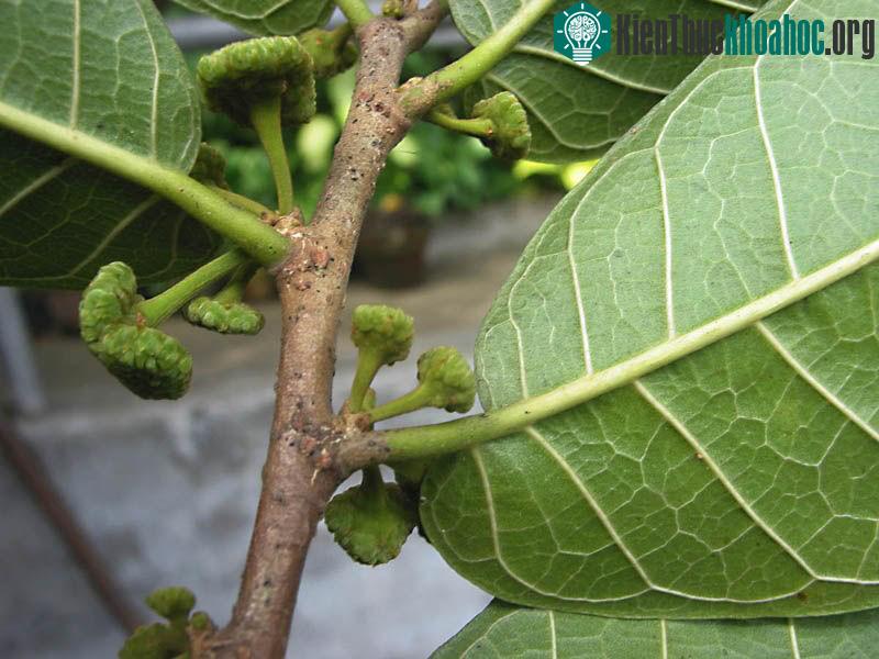 Ở Trung Quốc, loài cây này được cho là cực kỳ nguy hiểm. Dân gian tương truyền rằng, nếu ai trúng độc cây Mũi Tên Độc này thì sẽ chết sau 7 bước leo lên dốc, 8 bước đi xuống dốc hoặc 9 bước đi trên...