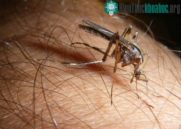 Những quả trứng sẽ chờ đợi đến mùa lũ để phát triển.