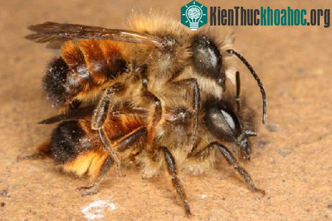 Thói quen giao phối