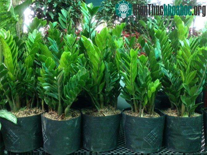 Kim tiền là một loài cây thuộc vùng nhiệt đới lâu năm, có nguồn gốc từ miền Đông châu Phi.