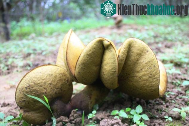 Không chỉ có hình thù kỳ dị, mà tuổi đời của loại nấm này cũng rất ngắn ngày.