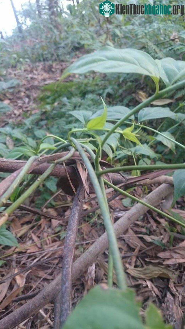 Cây lá ngón thân thảo, nhỏ hơn chiếc đũa và có thể bò dài tới 12 mét.