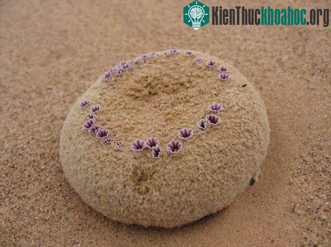 Pholisma sonorae được xếp vào nhóm thực vật quý hiếm vì bị thu hẹp môi trường sống rất nhiều.