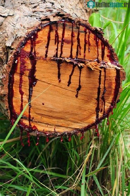 Loài cây này đang "chảy máu" do những tác động của con người