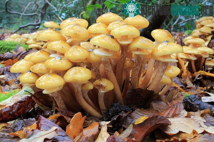 Nấm này còn có tên gọi là nấm mật ong.