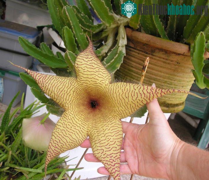 Stapelia gigantea là loài cây có hoa 5 cánh, tỏa mùi thịt thối rữa.