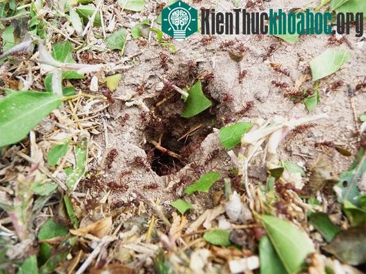 Kiến cắt lá nổi tiếng với khả năng cắt rời lá và khuân về tổ.