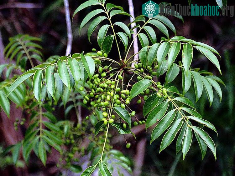 Chữa lở sơn cần tránh rửa nước lã, tránh gãi hoặc chà xát lên chỗ da bị tổn thương.