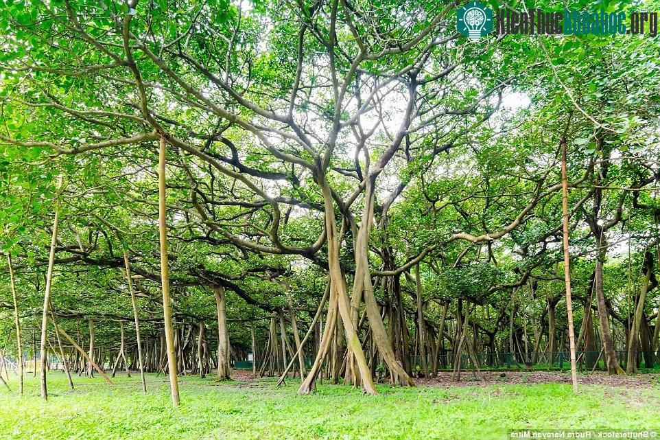 Cây đa khổng lồ nhất thế giới ảnh 5