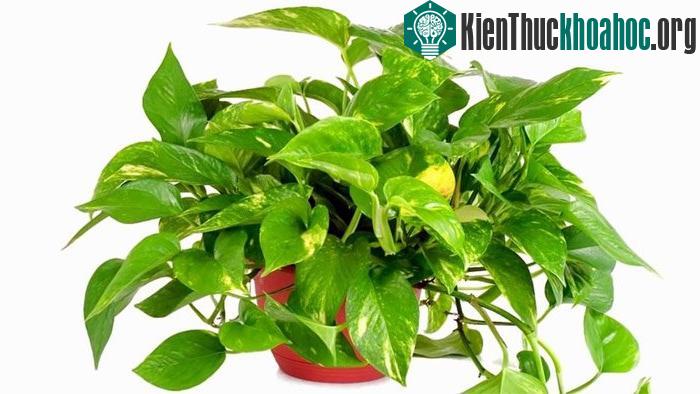 Trầu bà khắc phục tình trạng có khí formaldehyde, carbon monoxide và benzene trong nhà.