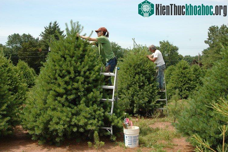 Để cây thông có hình dáng đẹp chuẩn, người trồng thường xuyên phải cắt tỉa từ khi còn nhỏ.