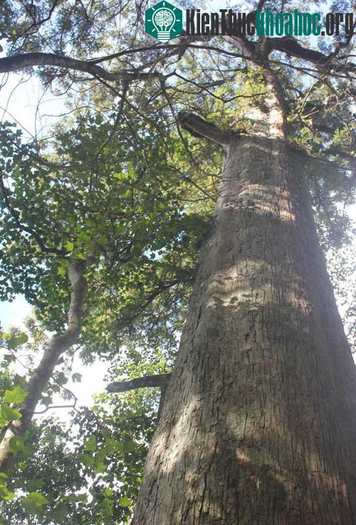 Sa mu dầu thuộc nhóm 1A (loài thực vật quý hiếm) là loại gỗ có vân thớ đẹp, dễ chế biến gia công và đặc biệt có khả năng chịu nắng mưa rất tốt.