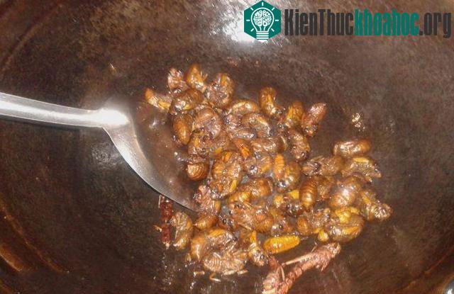 Dù có vẻ ngoài gớm ghiếc nhưng ve sầu là động vật chứa nhiều dinh dưỡng.