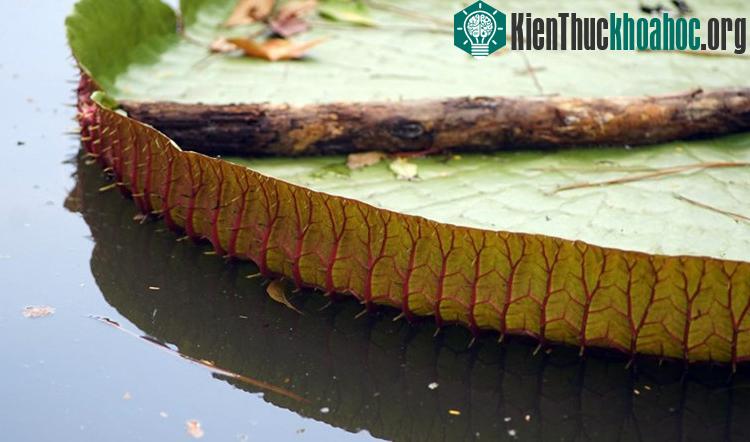 Mặt dưới lá là những đường gân đỏ như máu, lởm chởm gai nhọn