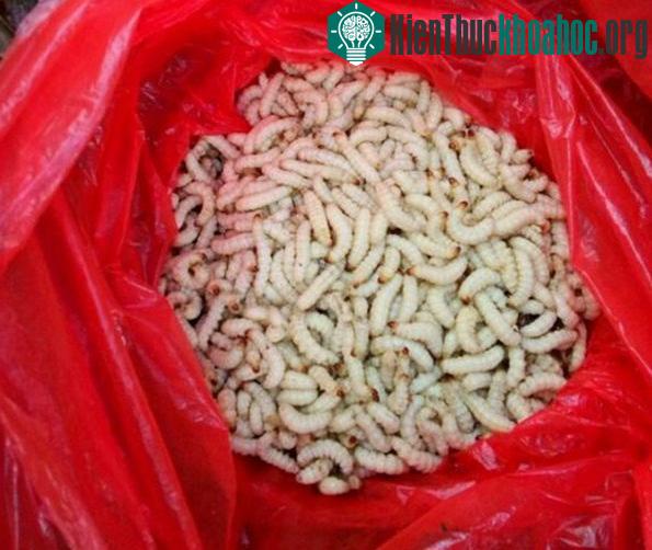 1kg sâu tre có giá khoảng 500.000 đồng.