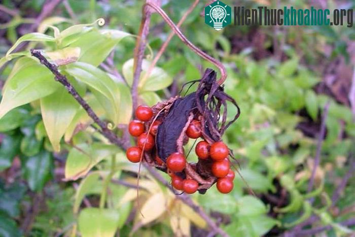 Chỉ sau 2 giờ trúng độc, nạn nhân có biểu hiện buồn nôn, nôn mửa, tê bì và ngứa ran xung quanh miệng, rát cổ họng, đau bụng, tiêu chảy ra máu, dẫn đến tình trạng mất nước.