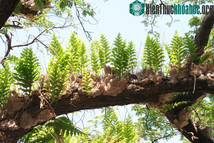 Một vài chủng cây keo Nam Mỹ và châu Phi vừa là nhà, vừa là thức ăn cho kiến.
