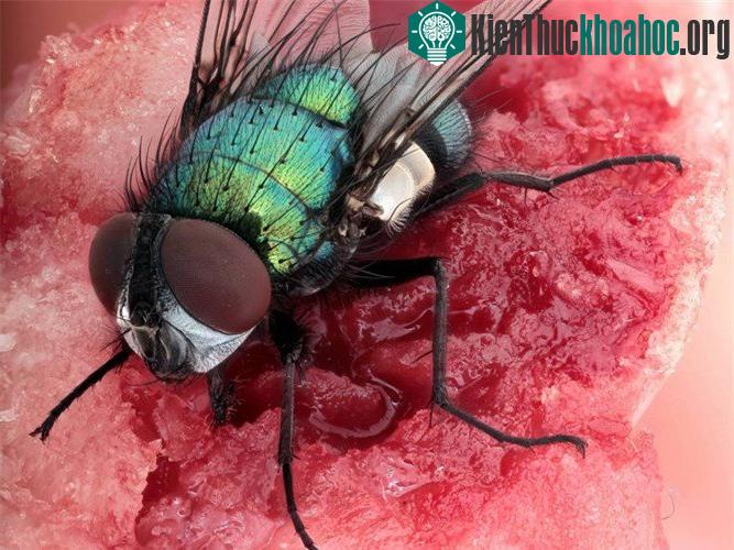 Vì vậy, chúng có thể bay vào thùng rác, đậu trên chất thải của một con chó, bàn bếp của bạn, trèo lên thịt sống rồi lại nhảy sang thịt nướng, sau đó nó sẽ nôn ra hỗn hợp mà nó đã hút vào trước đó t...