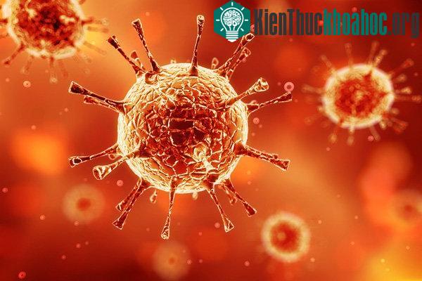 Virus Nipah