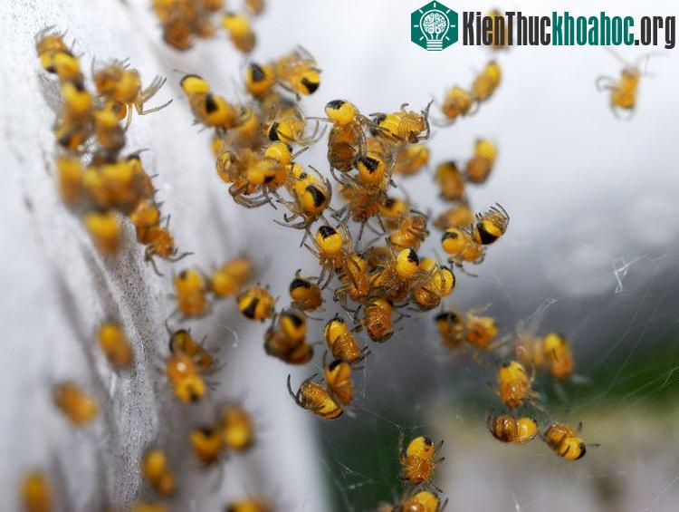 Nhện có thể xây dựng khả năng sống sót thiếu thức ăn trong 25 ngày, thậm chí nhiều hơn.