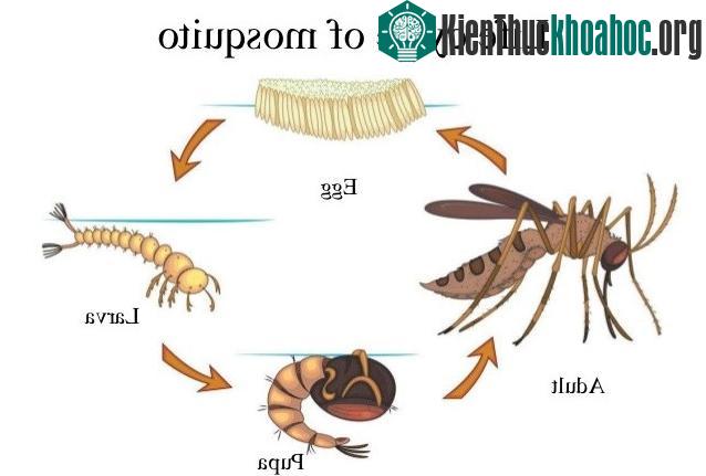 Muỗi chỉ sống được khoảng 2 tháng