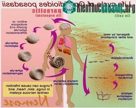 Vòng đời của nấm Coccidioides