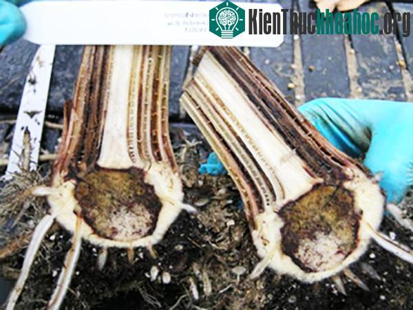 Hiện tại, các nhà khoa học đang bó tay với loại nấm này.