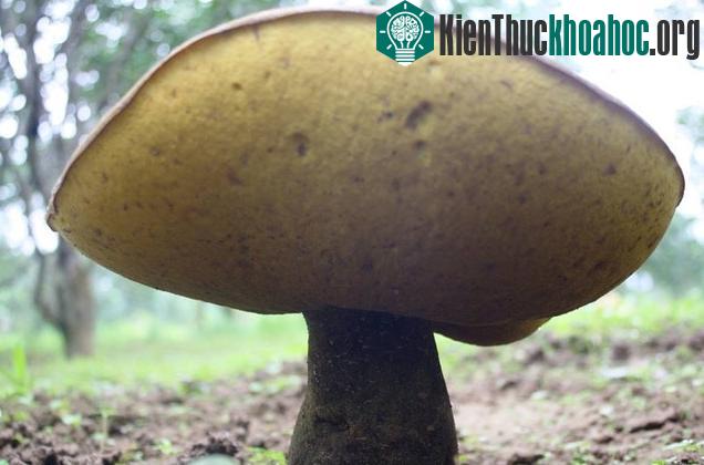 Sau khi những cây nấm này chết thì phần rễ của những cây thành trà cạnh đó cũng bị bệnh, xuất hiện khối u và phải chặt bỏ.