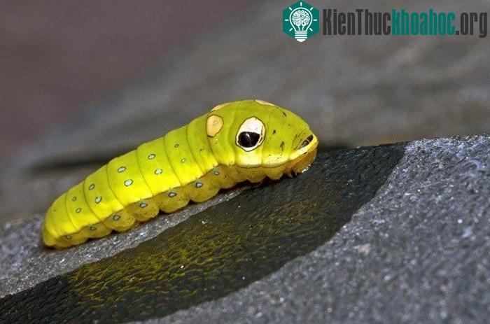 Đặc biệt, trên phía đầu chúng có hai đốm lớn như hai con "mắt giả" với những vệt màu đen, vàng và xanh đậm giúp nó trông đáng sợ hơn để đe dọa kẻ thù.