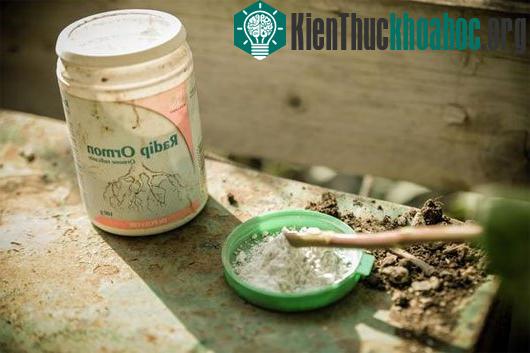 Chấm một ít thuốc kích thích tăng trưởng rễ.