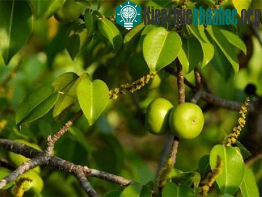 Cây Manchineel