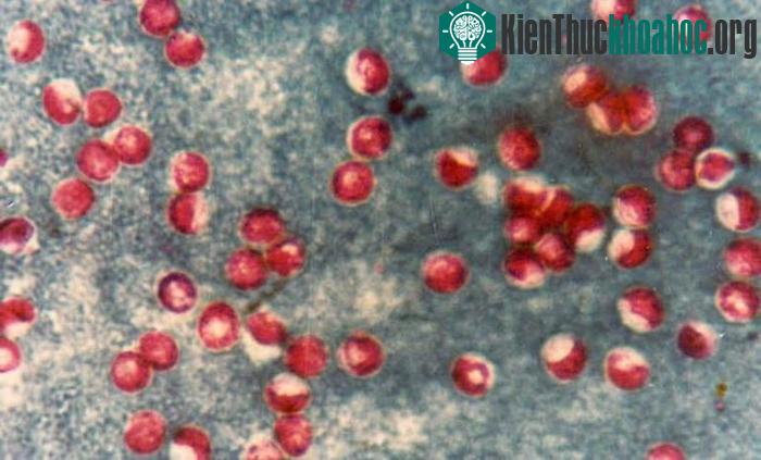 Cryptosporidium là một chi trùng đơn bào, thường sống ký sinh trong ruột các loài gia súc như bò, lợn, dê...