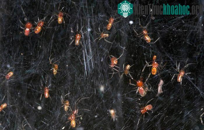 Nhện Anelosimus eximius đang khiến cho nhiều loài phải ngưỡng mộ.