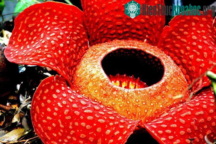 Rafflesia arnoldii là loài cây có bông hoa đơn lẻ lớn nhất thế giới. Đường kính bông hoa vào khoảng 0,9 m. Nó sinh sống tại nhiều khu rừng nhiệt đới ở Indonesia. Mùi hương giống như mùi xác chết th...
