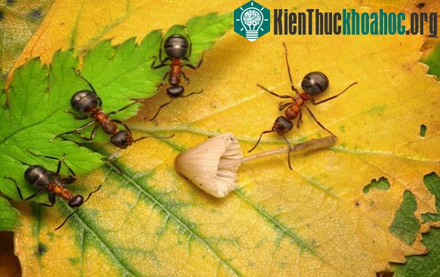 Tuy nhiên, lá sẽ được chúng sử dụng làm phân bón chứ không phải là thức ăn như nhiều người nhầm tưởng.
