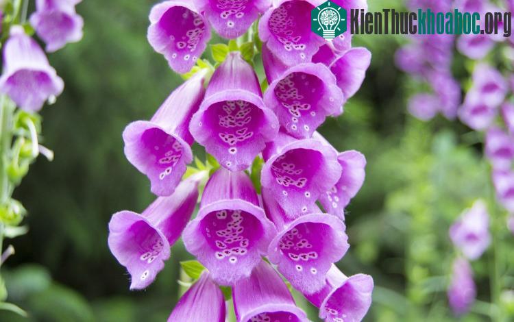 Ngay cả khi được sấy khô, độc tính của Foxglove cũng không hề giảm sút
