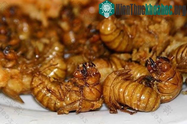 Nhiều đặc sản ve sầu của miền Tây Việt Nam được thực khách khắp nơi đặc biệt ưa chuộng như ve sầu chiên giòn, ve sầu xào lăn,...