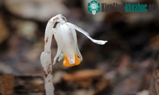 Chúng chỉ thích nghi với môi trường rừng âm u, ẩm ướt, nhiều đất mùn, rất khó sống trong môi trường nhân tạo.