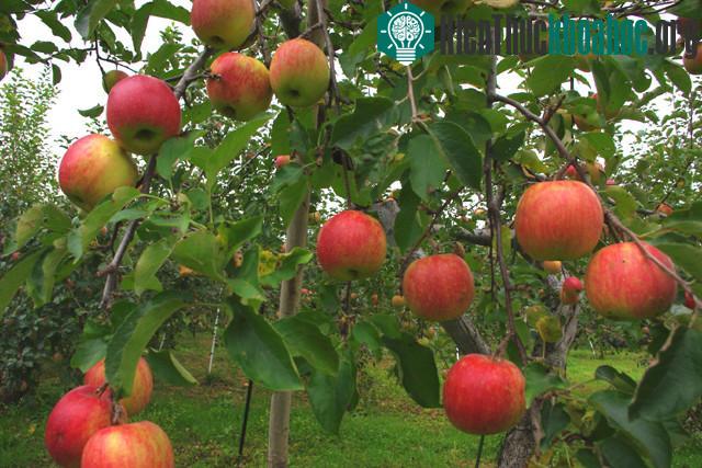 Nhờ cố gắng kiên trì, 20 năm sau, táo của ông đã trở thành trái cây thần kỳ nhất thế giới.