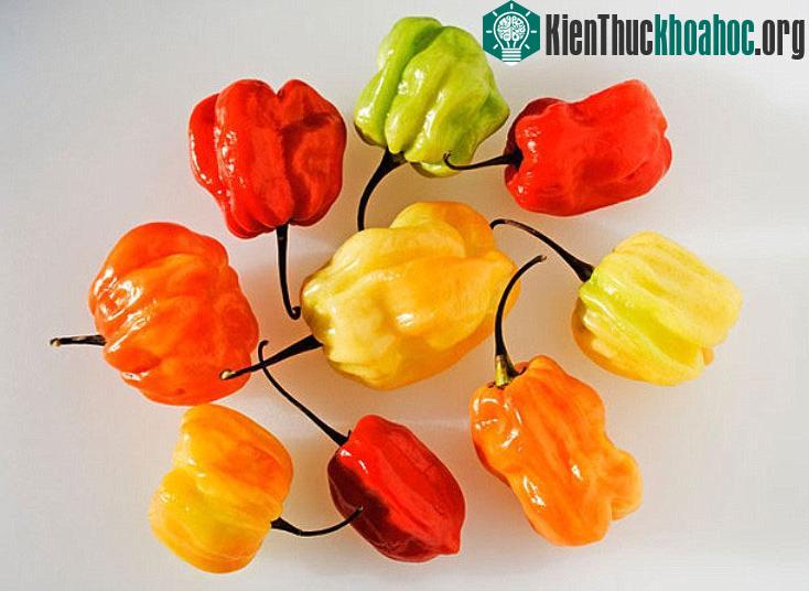 Ớt Scotch Bonnet