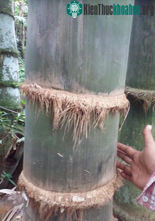 Đường kính thân tre lên đến hơn 35cm và các khóm măng cao to hơn cả kích thước một con người.
