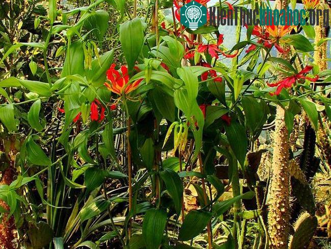 Khi chất độc tiến triển trong cơ thể sẽ khiến tiêu cơ vân, tắc ruột, suy hô hấp, hạ huyết áp, rối loạn đông máu, đái ra máu, co giật, hôn mê và tổn thương đa thần kinh.
