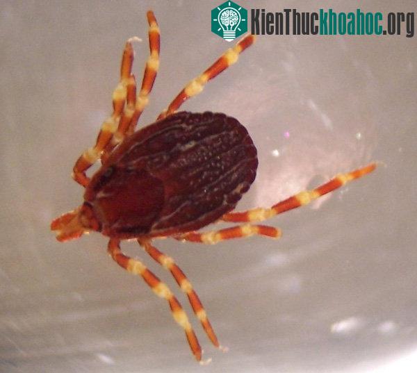 CCHF lan truyền qua loài bọ Hyalomma marginatum - sống ký sinh trên gia súc