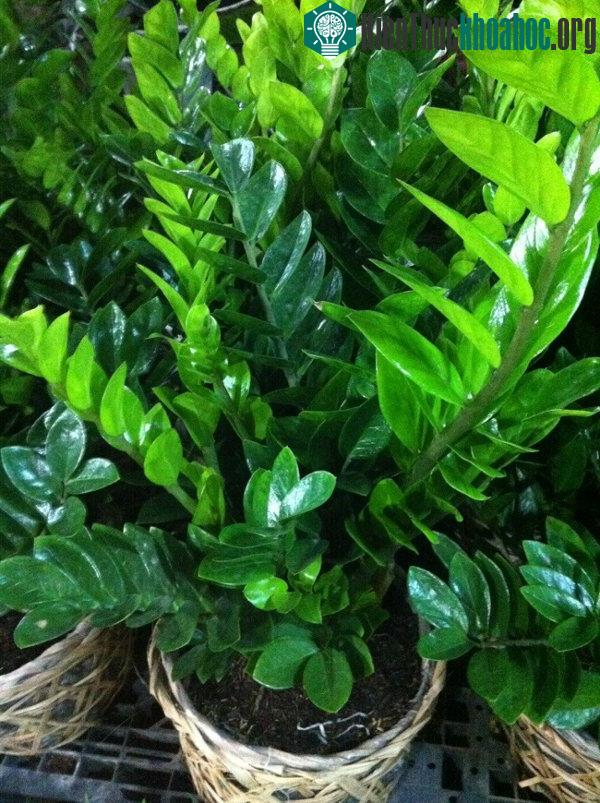 Phần cuống và lá của cây kim tiền chứa nhiều tinh thể canxi oxalat - độc tố có thể gây kích thích da nhạy cảm.
