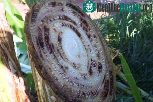 Khó có loại thuốc nào có thể phát huy hiệu quả diệt nấm, ngay cả khi thuốc được tiêm vào thân cây.
