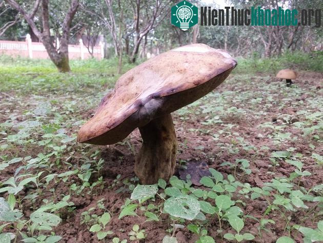 Để diệt bỏ loại nấm này, ông Mau từng phải dùng vôi rải lên những cây nấm để chúng chết, rồi sau đó đào hết gốc lên vứt đi.